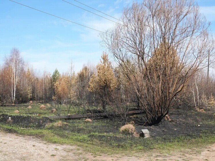 В Приангарье за неделю выгорело 12 тысяч гектаров леса