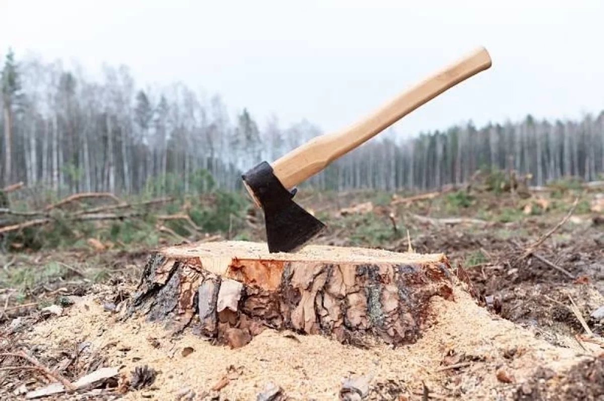 В Братском районе арендатора оштрафовали на 1,5 млн за незаконную рубку