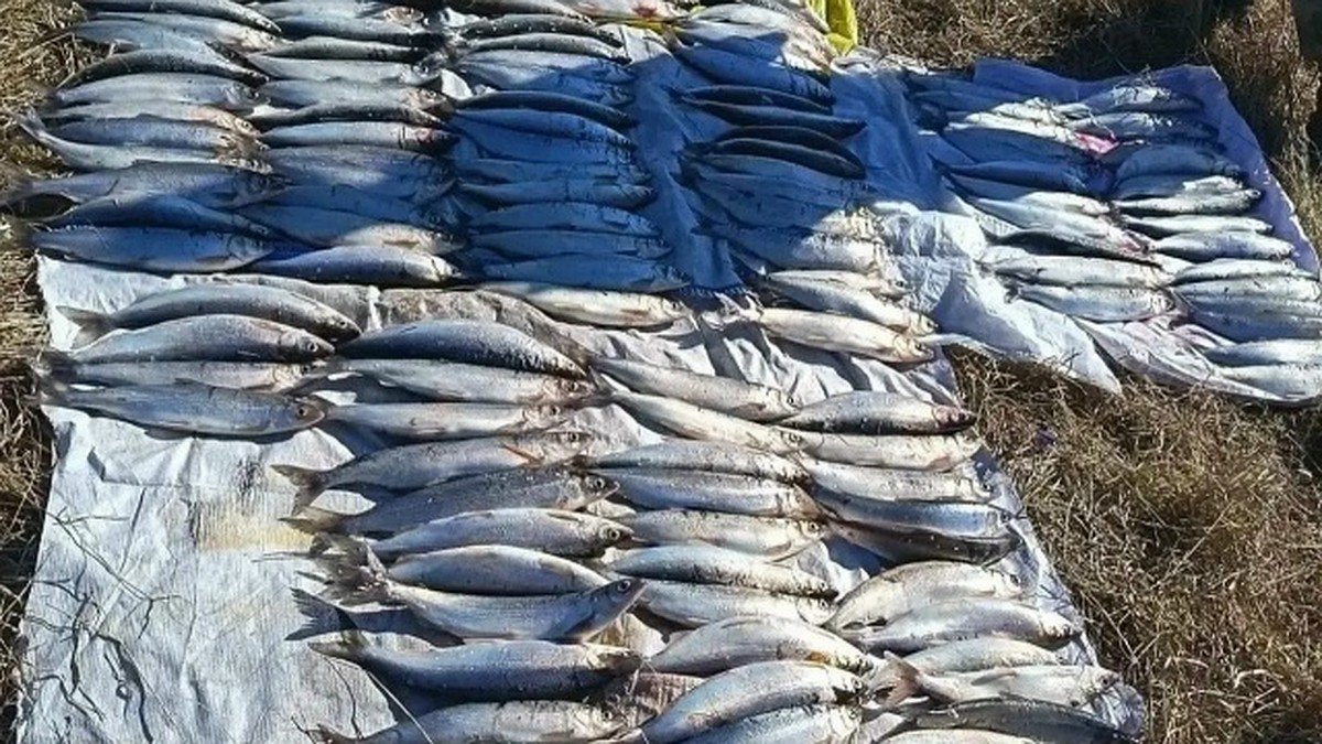 Браконьеров с омулем на 3,4 млн рублей поймали в Бурятии с помощью тепловизоров